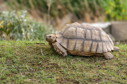 Pictured is the spurred tortoise ( Centrochelys sulcata ), which is characterized by its sandy-colored, flattened shell and prominent spurs on its front legs.