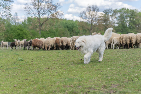 A large fluffy white maremma sheepdog running across a green grassy field with sheepdog, movement