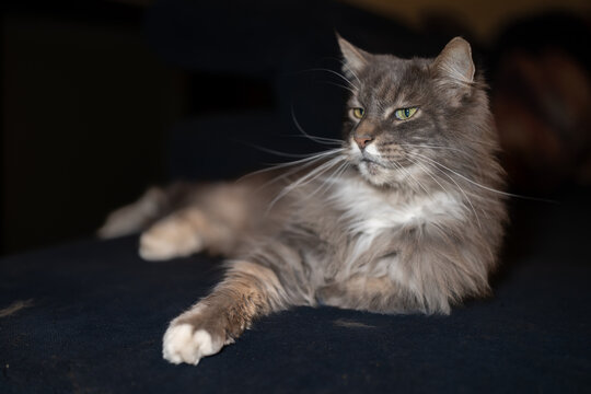 Long haired grey tabby cat lying down on a dark surface in low light with whiskers domestic portrait