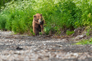 Ruling the landscape, brown bears of Kamchatka (Ursus arctos beringianus) © vaclav