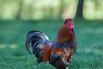A colorful rooster proudly crows while standing on a lush green meadow in the warm morning light of a peaceful farm. © erwin