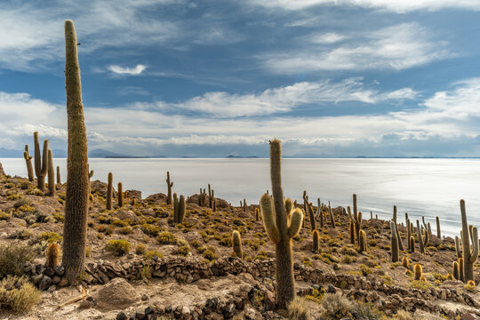 Salar de Uyuni salt plains with large cactuses of island Incahuasi at sunrise time, Andean Altiplano, Bolivia, South America.