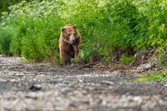 Ruling the landscape, brown bears of Kamchatka (Ursus arctos beringianus)