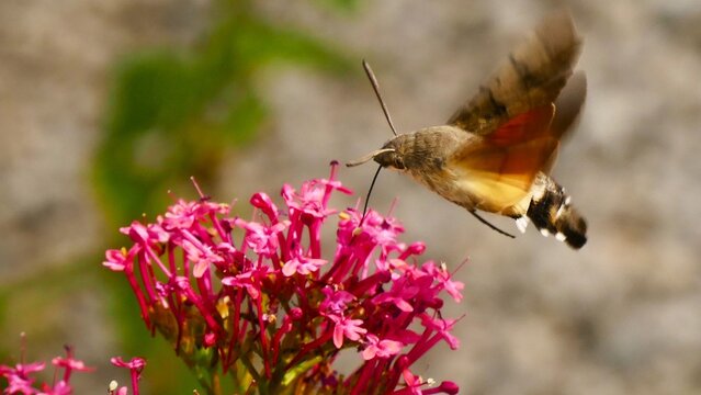 Hummingbird hawk-moth fly above the pink flower collecting pollen in the garden, bugs and insects wildlife background