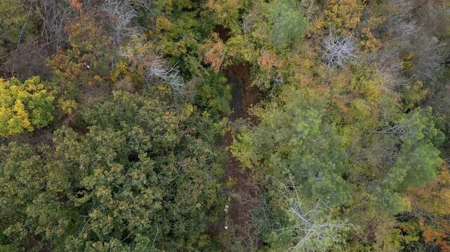 Aerial view of colorful autumn forest foliage background