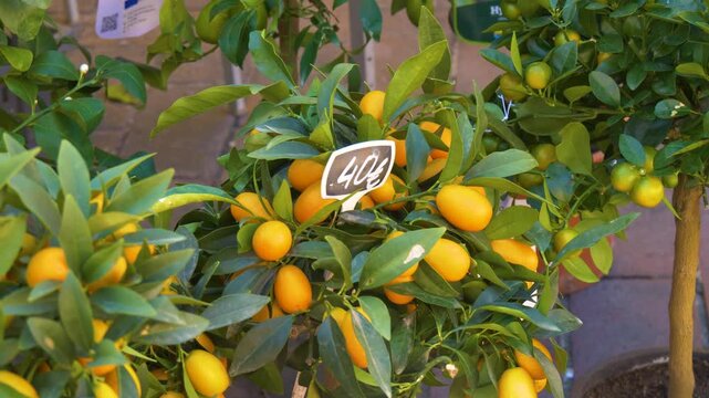 Kumquat tree with ripe fruits for sale