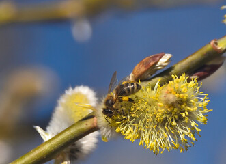 Bees are all in the dust of flowers © ezp
