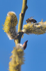 Bees are all in the dust of flowers © ezp