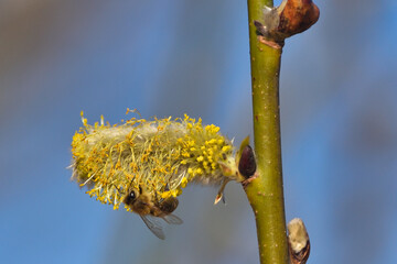 Bees are all in the dust of flowers © ezp