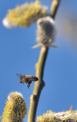 Bees are all in the dust of flowers © ezp