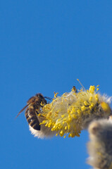 Bees are all in the dust of flowers © ezp