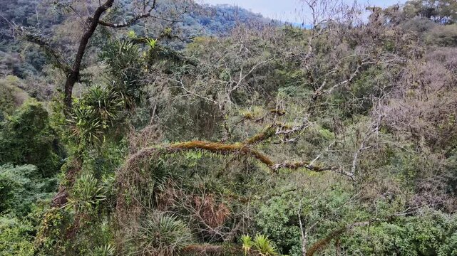 A slow lateral pan follows the Jujuy Yungas hillside, where pale bare branches stand above dense green understory and layered mountain forest, illustrating subtropical habitat diversity.