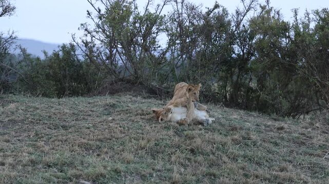 Two African lion cubs playing together beneath green bushes - Masai Mara National Reserve, Kenya | African safari wildlife nature documentary 4K B-roll