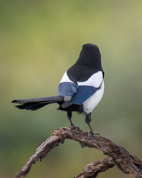 A dynamic photo sequence capturing a Eurasian magpie Pica pica perched on a weathered wooden branch before taking flight. The sequence illustrates the bird front-facing, turning away to show its iride