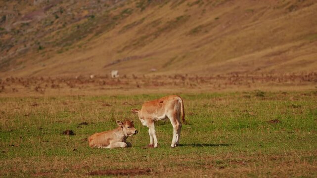 Cute calves Bos taurus on mountain meadow in Valle de Hecho, Pyrenees, Spain