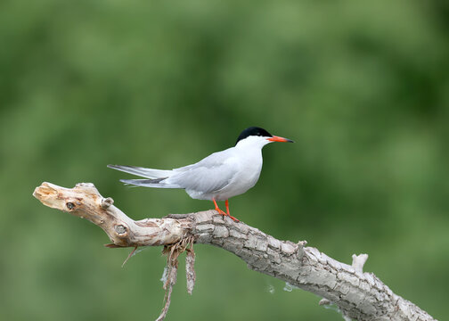 Common Tern (Sterna hirundo) resting on a weathered dry branch against a soft green background.