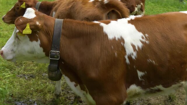 Brown and white cows grazing on green alpine pasture