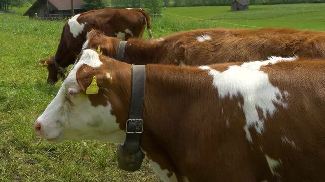 Traditional cow with bell in alpine meadow