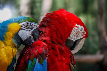 Blue-and-yellow macaw preening a green-winged macaw, Bali © Vishal Vasu