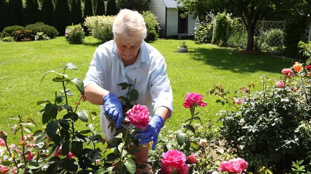 Senior woman prunes vibrant pink rose bushes using shears in sunny backyard, tending blossoming flower beds with care during peaceful summer morning gardening routine outdoors