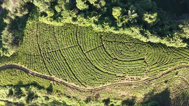 Top down aerial of lush Kertowono tea plantation with patterned rows and surrounding tropical forest.