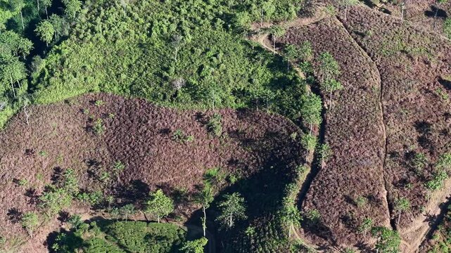 Top down perspective from the sky showing geometric patterns of dried, yellowish tea bushes on cracked plantation land.