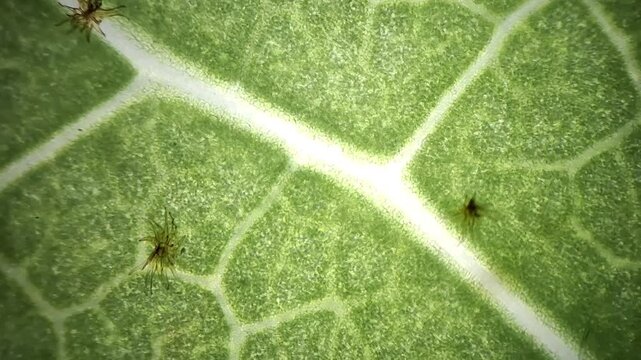 Microscope macro video of star-shaped stellate trichome on green leaf 