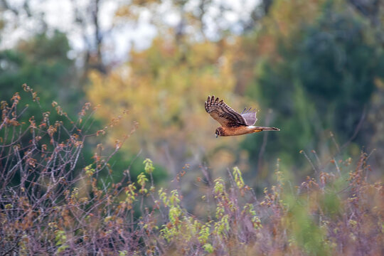 Northern Harrier Huntng
