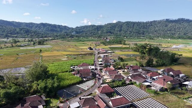 Drone panorama of Pronojiwo village, golden rice paddies and forested mountains beneath clear blue sky.