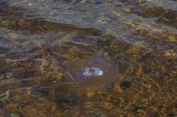Translucent moon jellyfish (Aurelia aurita) floating in clear shallow sea water over a rocky pebble seabed, coastal marine life and ocean biology background © TomKorcak