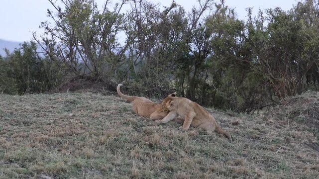 Two African lion cubs playfully bat paws and tumble together while resting on a grassy rise - Masai Mara National Reserve, Kenya | African safari wildlife nature documentary 4K B-roll