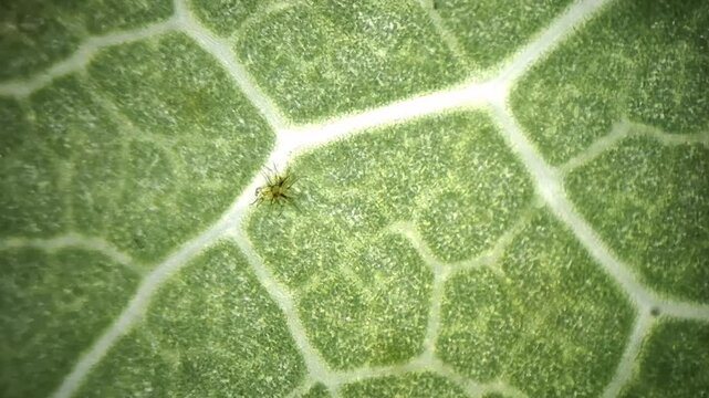 Microscope macro video of star-shaped stellate trichome on green leaf 