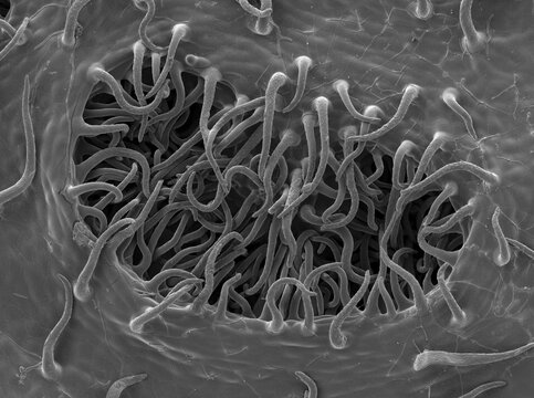 Scanning electron microscope (SEM) image of stomata on the leaf of an oleander