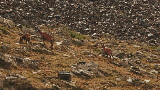 Pyrenean chamois grazing on scree slope in Vall de Nuria, Spain