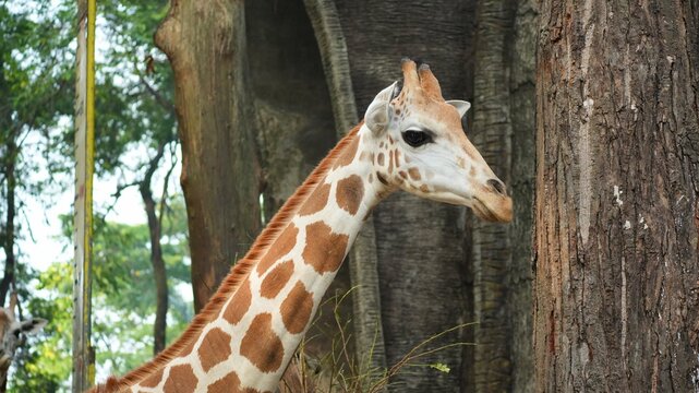Portrait of a Giraffe with Long Neck and Spotted Pattern Standing Next to a Large Tree in Safari Park