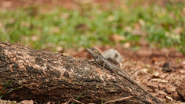 Oriental Garden Lizard Calotes Versicolor Resting on a Textured Tree Root in Natural Habitat