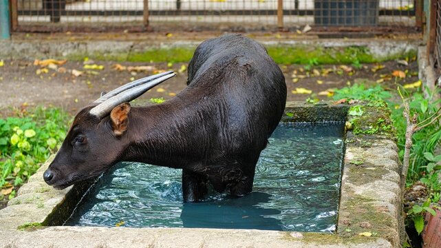 Endangered Anoa or Dwarf Buffalo from Sulawesi Standing in a Water Trough for Cooling and Drinking
