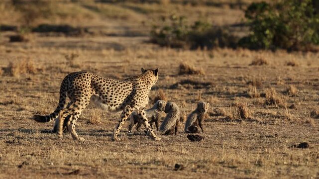 A female cheetah with three newborn cubs walks across open savannah in warm morning light- Masai Mara National Reserve, Kenya | African safari wildlife nature documentary 4K B-roll