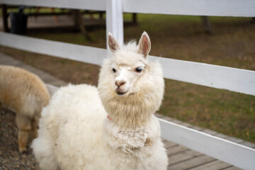A white alpaca with dense, curly fleece stands beside a wooden fence at a farm, facing the camera  another alpaca is partly visible nearby. © Marina