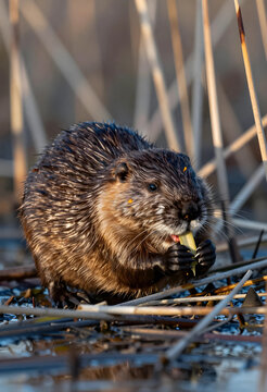 nutria eating in wetland habitat, wildlife conservation and biodiversity, invasive species in nature, rodent foraging in reeds at the water edge