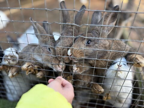A person feeding a group of cute rabbits (Oryctolagus cuniculus) gathered behind a wire mesh enclosure fence, eagerly reaching out with paws and noses for a treat.