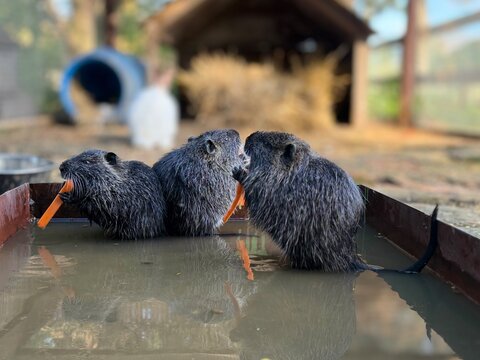 Three cute nutria (Myocastor coypus) gathered together in shallow water, holding and eating pieces of fresh orange carrot in a rustic farm enclosure background.