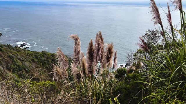 Pampas grass on a coastal cliff with ocean view - Cabrillo Highway, California, United States