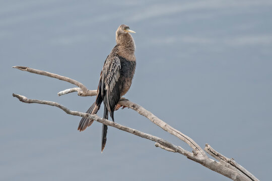 Ahinga Perched on Dead Tree Limb in Northwest Louisiana