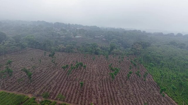 Terraced agricultural rows of Wonosari tea farm forming step patterns that vanish into a deep valley fog blanket.