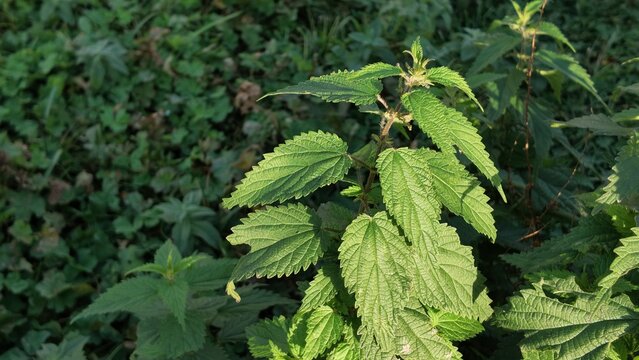Detailed horizontal macro photograph of wild green stinging nettle plants, highlighting the serrated leaf textures and natural patterns in an outdoor setting.