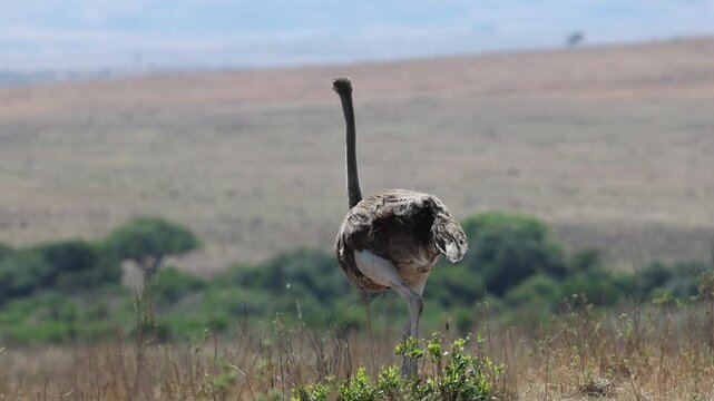 A common ostrich walks across open grassy plains with distant undulating hills on the African horizon - Masai Mara National Reserve, Kenya | African safari wildlife nature documentary 4K B-roll