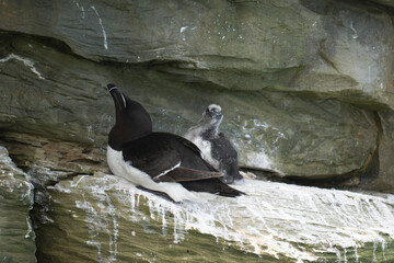 Razorbill adult with chick on rocky ledge, Orkney Islands © Raisa