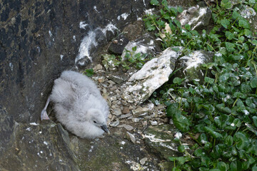 Fluffy seabird chick resting on rocky ground, Orkney Islands, Scotland © Raisa