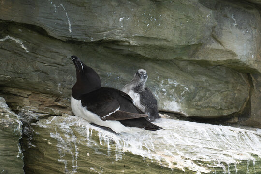 Razorbill adult with chick on rocky ledge, Orkney Islands